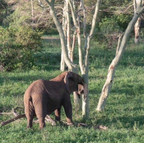 elephantZuluNyala-8